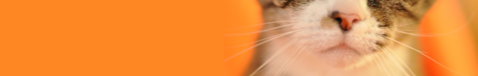 Tommie sunshine header banner (org header, nu o)