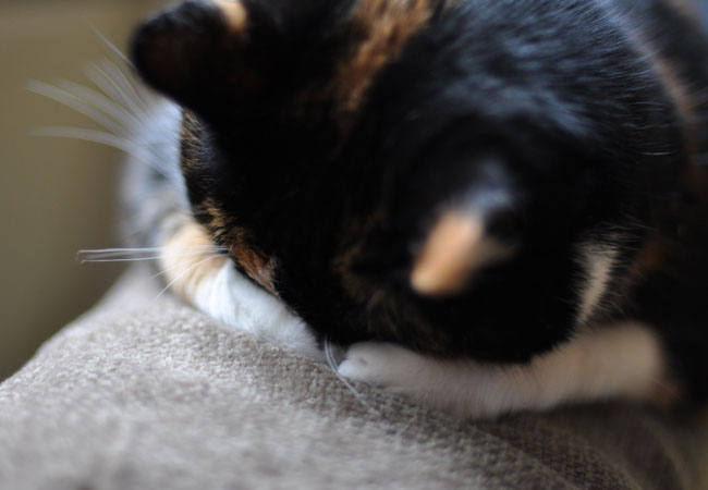 Gijsje resting her eyez on her pawz Gijsje resting her eyez on her pawz